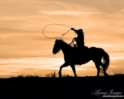 Flitner Ranch, Shell, WY, horses in winter, cowboy trotting and swinging a loop at sunset