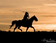 Flitner Ranch, Shell, WY, horses in winter, cowboy trotting and swinging a loop at sunset