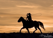 Flitner Ranch, Shell, WY, horses in winter, cowboy trotting and swinging a loop at sunset