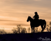 Flitner Ranch, Shell, WY, horses in winter, cowboy on horse looking out at sunset