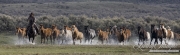 Cowgirl running horse with group of horses through water at Sombrero Ranch, Craig, Colorado