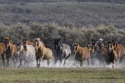 Cowgirl running horse with group of horses through water at Sombrero Ranch, Craig, Colorado
