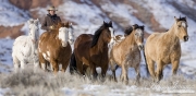 quarter horses running in the snow driven by a cowboy at Flitner Ranch, Shell, WY