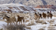 Flitner Ranch, Shell, WY, horses in winter, cowboy and cowgirl herding horses in the snow