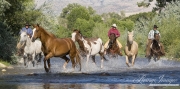 Flitner Ranch, Shell, WY - three cowboys drive paint horse and palomino, grey, bay and sorrel Quarter horses through stream