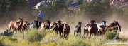 Cowboy drives Quarter horse mares and foals, San Cristobal Ranch, NM