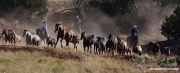 Cowboys drive Quarter Horse mares and foals run in dust, San Cristobal Ranch, NM