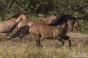 red dun mustang stallion and red dun mustang mares at Return to Freedom Sanctuary in Lompoc, CA