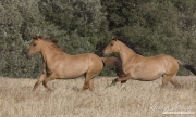 red dun mustang mares run at Return to Freedom Sanctuary in Lompoc, CA
