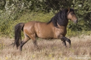 red dun mustang stallion at Return to Freedom Sanctuary in Lompoc, CA