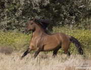 red dun mustang stallion at Return to Freedom Sanctuary in Lompoc, CA
