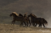 mustang mares run in the dust at Return to Freedom Sanctuary in Lompoc, CA