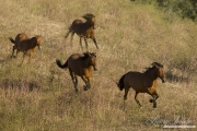 mustangs run at Return to Freedom Sanctuary in Lompoc, CA