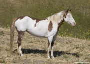 Mustang at Return to Freedom Sanctuary in Lompoc, CA, pinto stallion stands