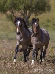 Mustang at Return to Freedom Sanctuary in Lompoc, CA, young stallion and mare trot together