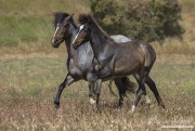 Mustang at Return to Freedom Sanctuary in Lompoc, CA, mare and yearling trot