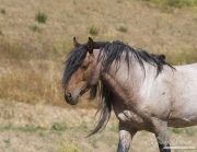 Mustang at Return to Freedom Sanctuary in Lompoc, CA, stallion's head
