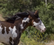 Mustang at Return to Freedom Sanctuary in Lompoc, CA, pinto stallion head shot