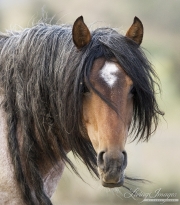 mustang stallion at Return to Freedom Sanctuary in Lompoc, CA