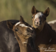 pinto mustang foals play at Return to Freedom Sanctuary in Lompoc, CA