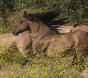 red dun mustang stallion and mares running at Return to Freedom Sanctuary in Lompoc, CA