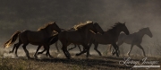 mustang mares run in dust at Return to Freedom Sanctuary in Lompoc, CA
