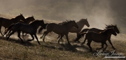 mustang band runs in the dust at Return to Freedom Sanctuary in Lompoc, CA