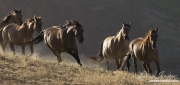 Red Dun mustang stallion drives mustang mares at Return to Freedom Sanctuary in Lompoc, CA