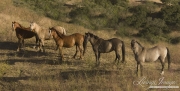 mustangs at Return to Freedom Sanctuary in Lompoc, CA