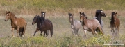 Mustang at Return to Freedom Sanctuary in Lompoc, CA, mares and young colts run