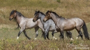 Mustang at Return to Freedom Sanctuary in Lompoc, CA, stallion and mares trot