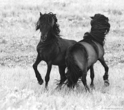 SableStallions-012