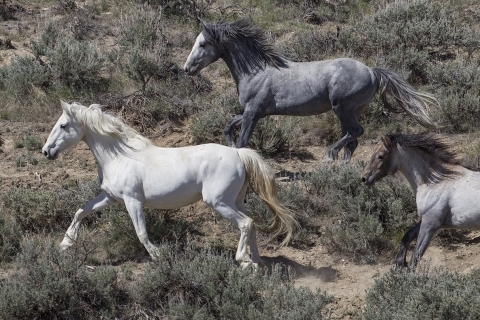 A wild horse in the Sand Wash Basin Herd Area