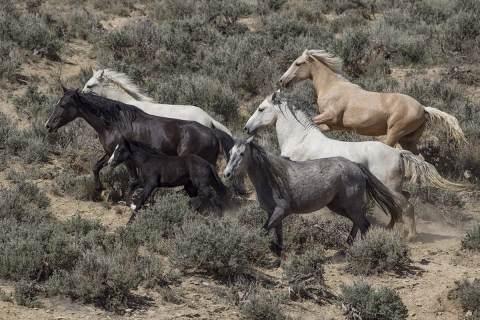 A wild horse in the Sand Wash Basin Herd Area