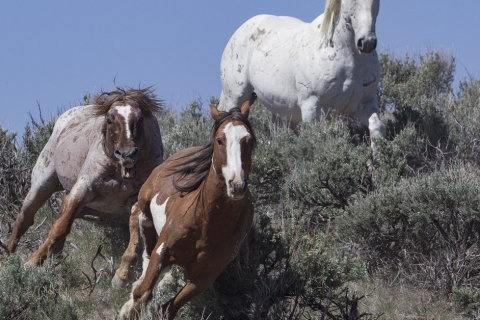A wild horse in the Sand Wash Basin Herd Area