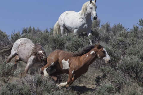 A wild horse in the Sand Wash Basin Herd Area