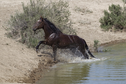 A wild horse in the Sand Wash Basin Herd Area