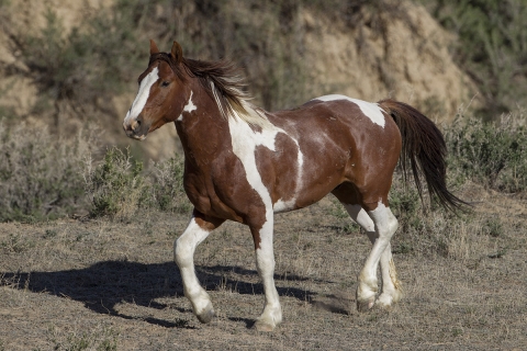 A wild horse in the Sand Wash Basin Herd Area