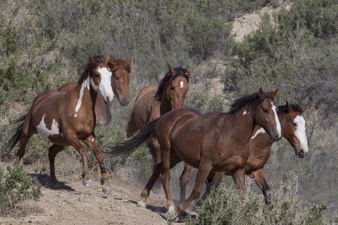 A wild horse in the Sand Wash Basin Herd Area