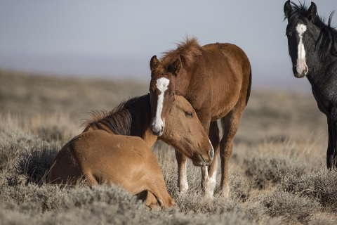 A wild horse in the Sand Wash Basin Herd Area