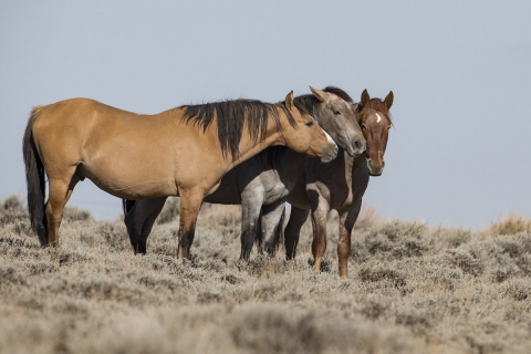 A wild horse in the Sand Wash Basin Herd Area