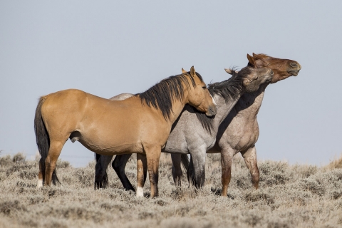 A wild horse in the Sand Wash Basin Herd Area