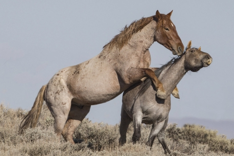 A wild horse in the Sand Wash Basin Herd Area