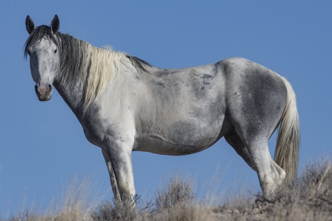 A wild horse in the Sand Wash Basin Herd Area