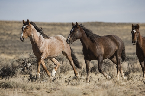A wild horse in the Sand Wash Basin Herd Area