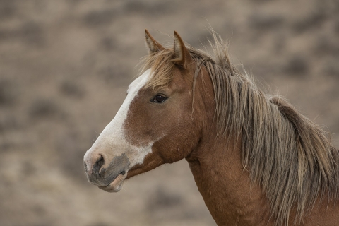 A wild horse in the Sand Wash Basin Herd Area