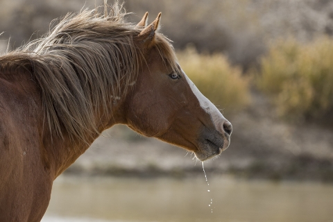 A wild horse in the Sand Wash Basin Herd Area