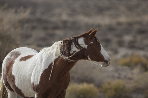 A wild horse in the Sand Wash Basin Herd Area