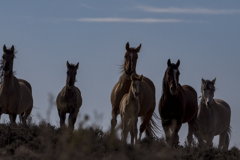A wild horse in the Sand Wash Basin Herd Area