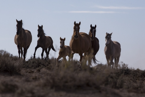 A wild horse in the Sand Wash Basin Herd Area